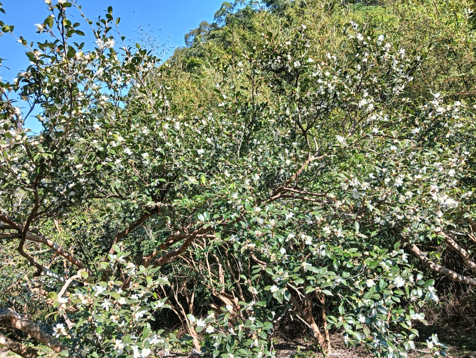 大溪烏塗窟山上盛開白色花朵的苦茶樹