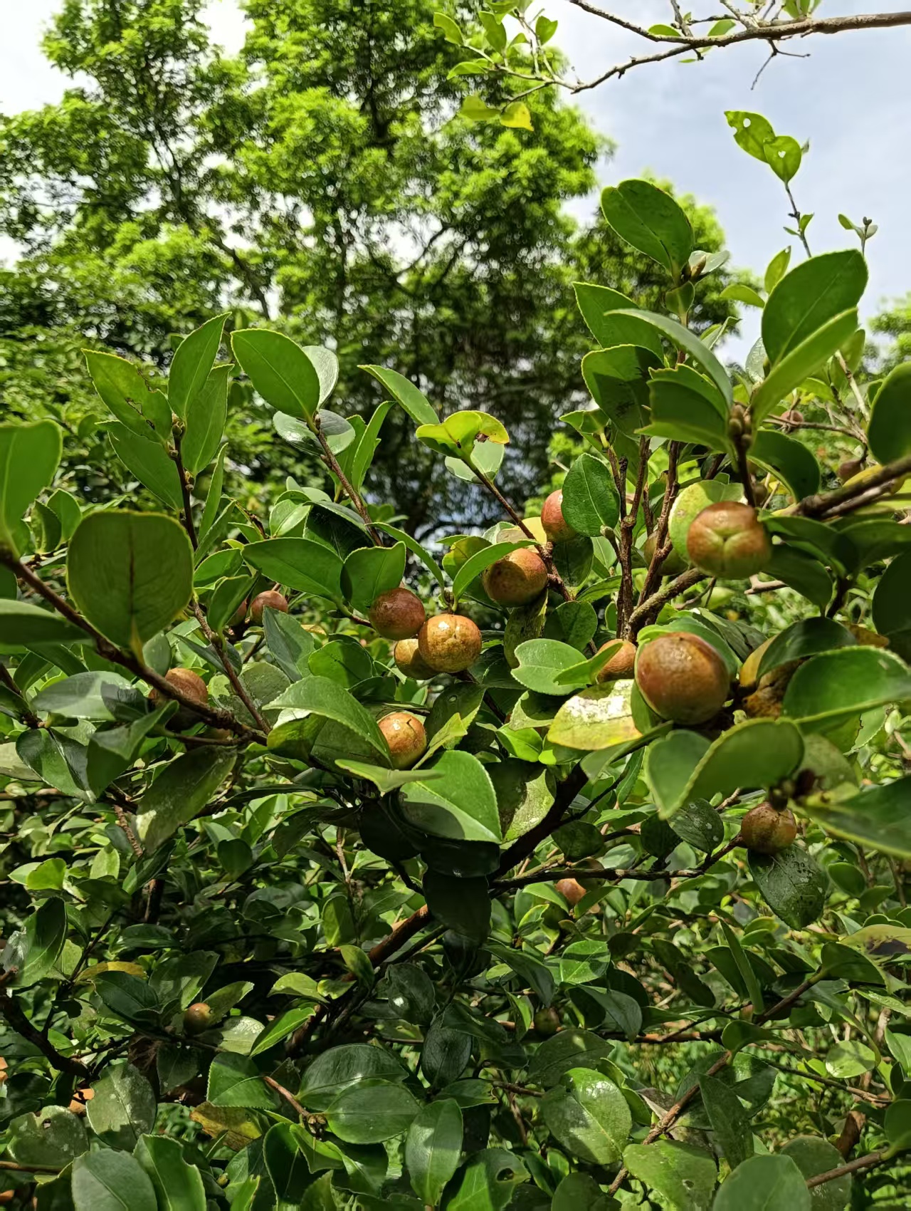 枝頭上新鮮成熟的小果苦茶果