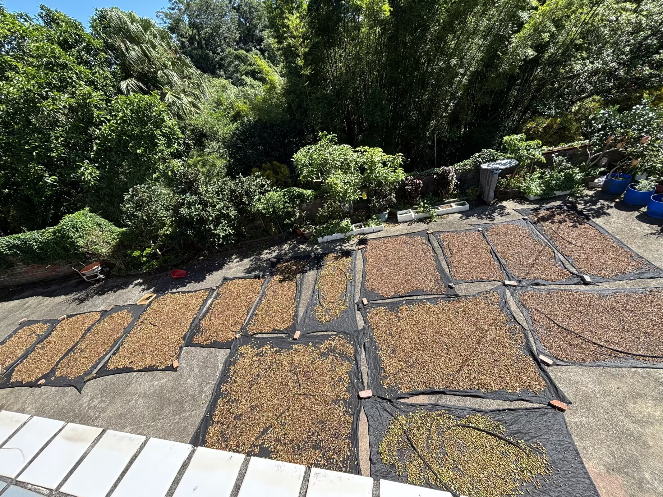 苦茶果鋪在日光下自然乾燥