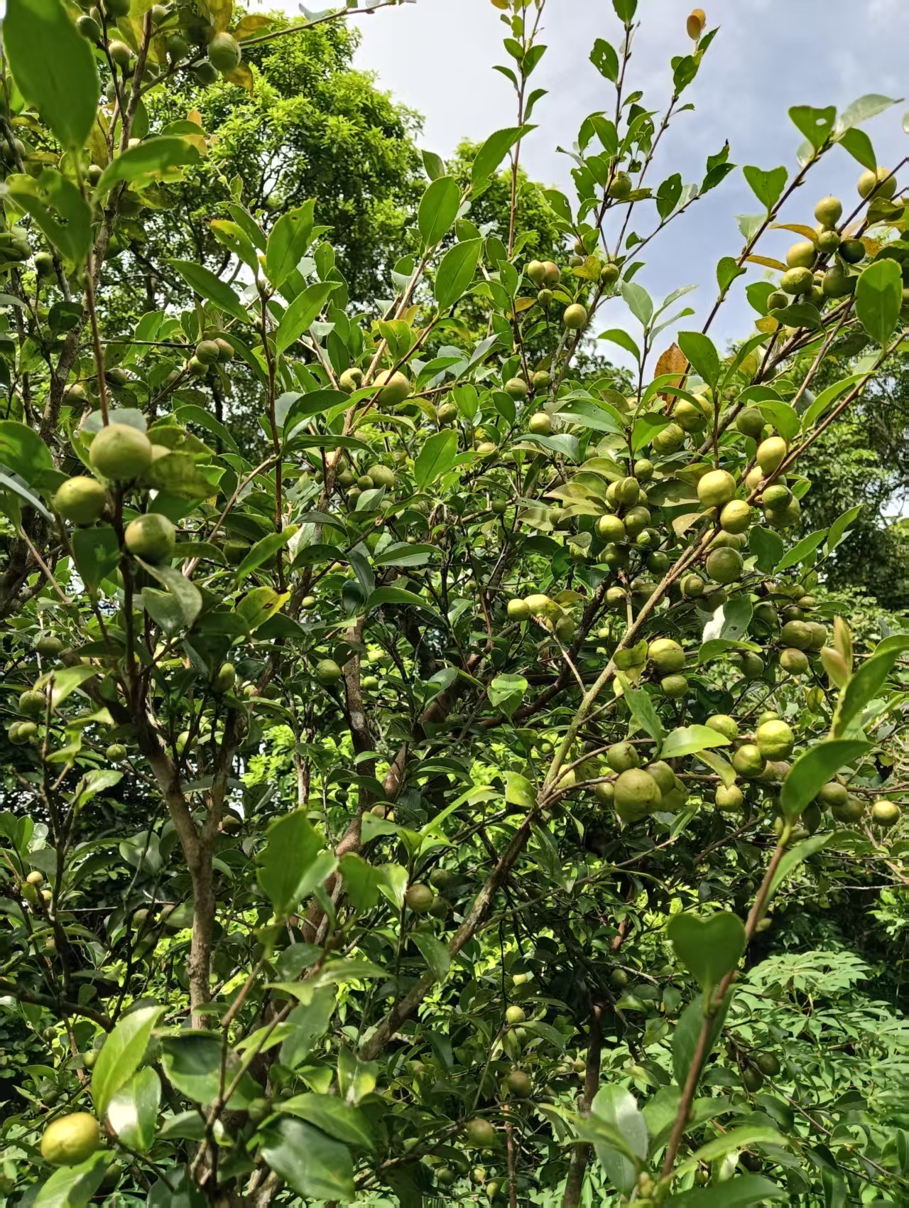 桃園大溪茶園裡結滿果實的台灣本土小苦茶樹