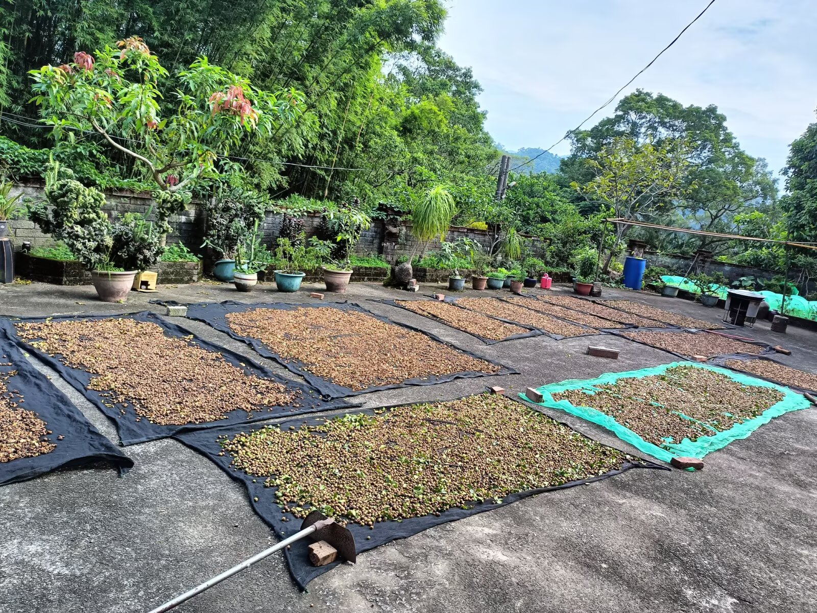 採收後的苦茶果與茶籽分批鋪在大溪院落中日曬乾燥